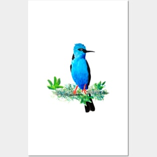 Red Legged Honeycreeper Bird Posters and Art